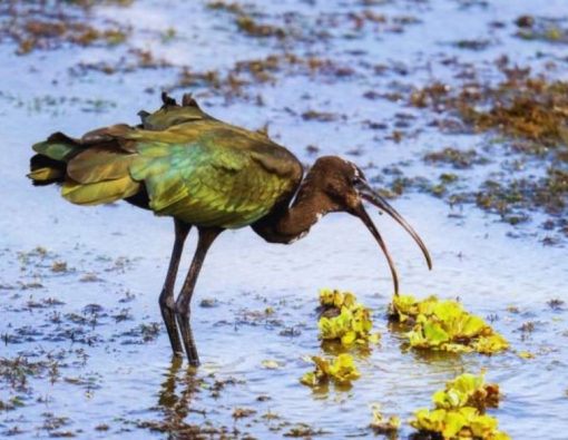 Glossy Ibis at Yala National park 