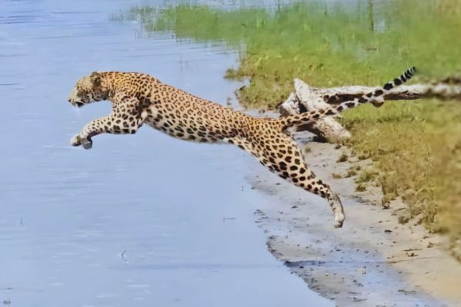 leopard sighting at Wilpattu National park