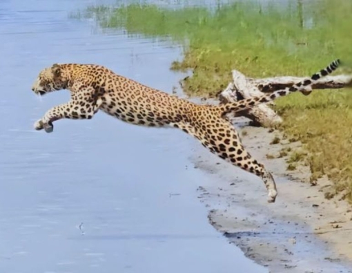 Leopard sighting at Wilpattu National park 