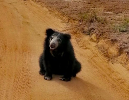 Sri Lankan sloth bear at Wilpattu National park 