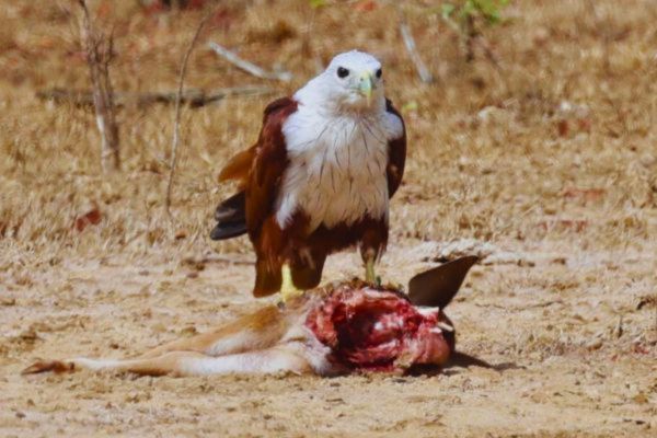 Brahminy Kite at Wilpattu National park