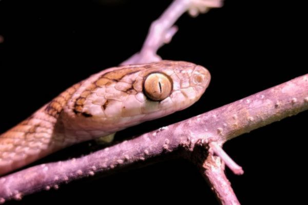 Cat snake at yala National park