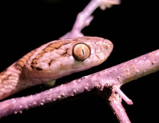 cat snake at Yala National park 