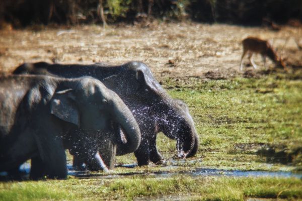 Elephant sighting at yala National park