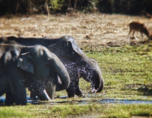 Elephant sighting at Yala National park 