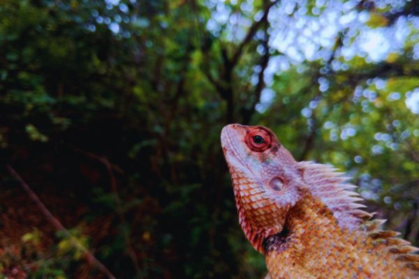 garden lizard at yala National park