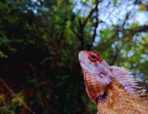 garden lizard at yala 