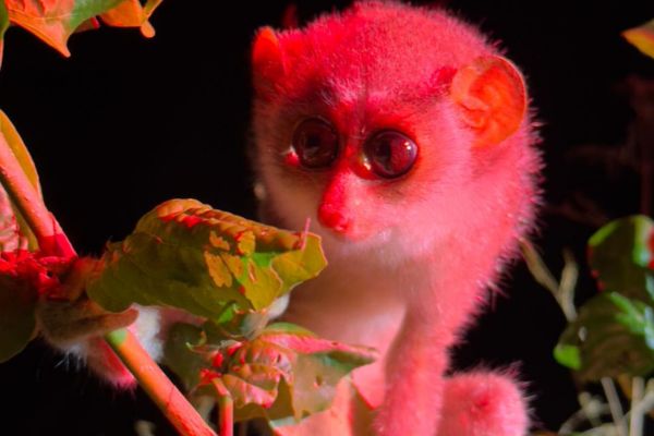 sri-lanka-loris-2.jpg
