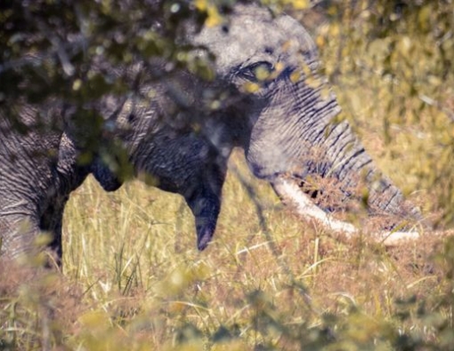 Sri Lanka tusker