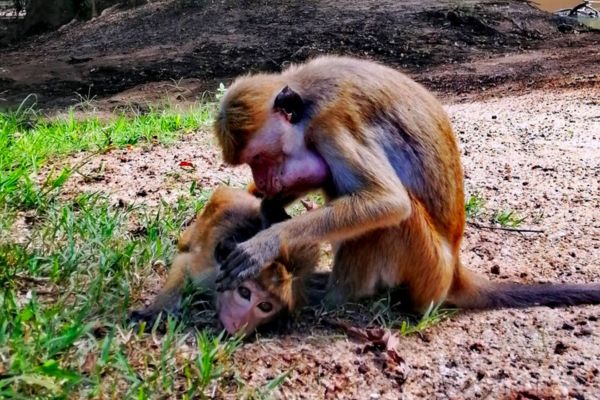 a-toque-macaque-mother.jpg