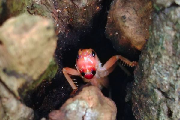moulted-cricket.jpg