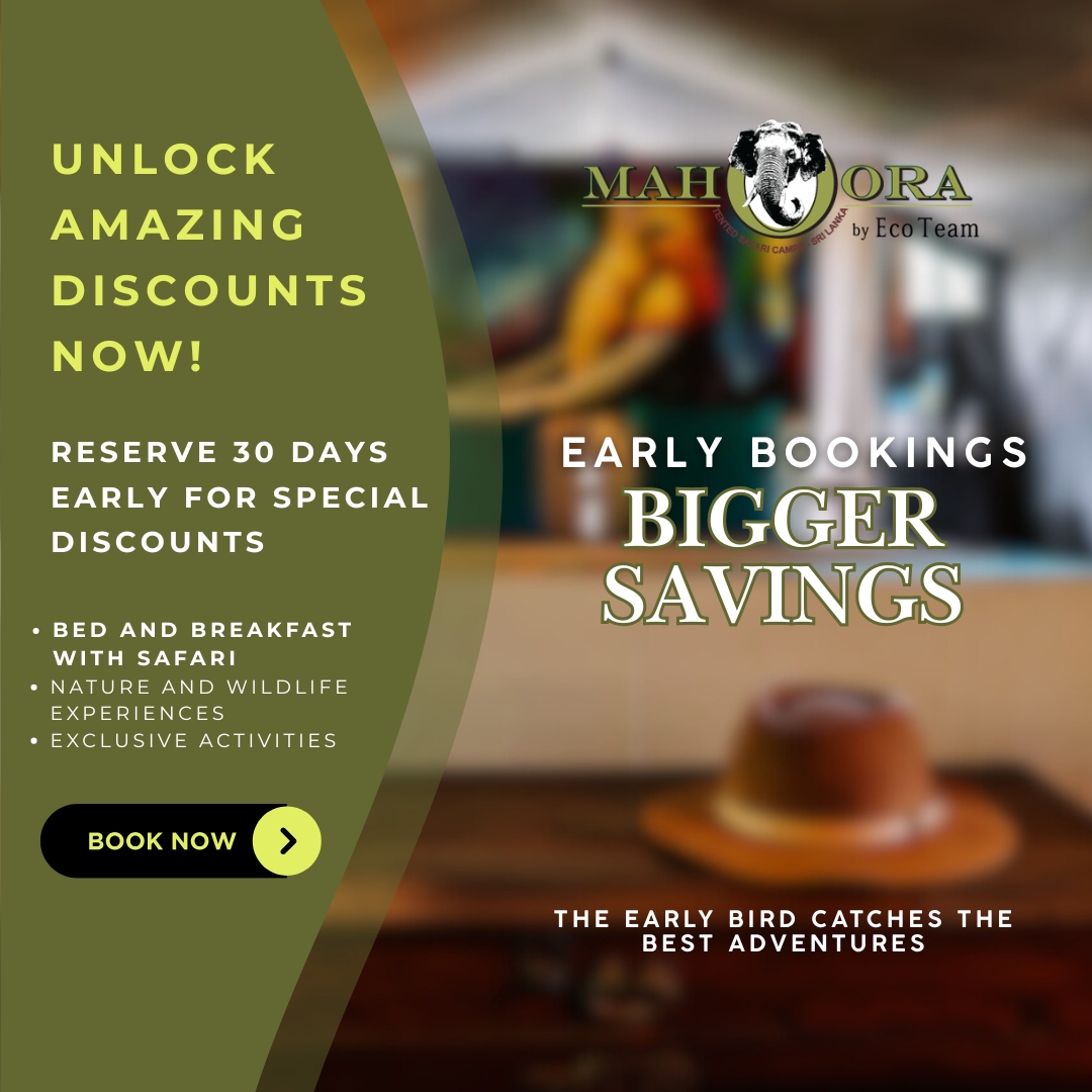 Mahoora Early Bird Offer
