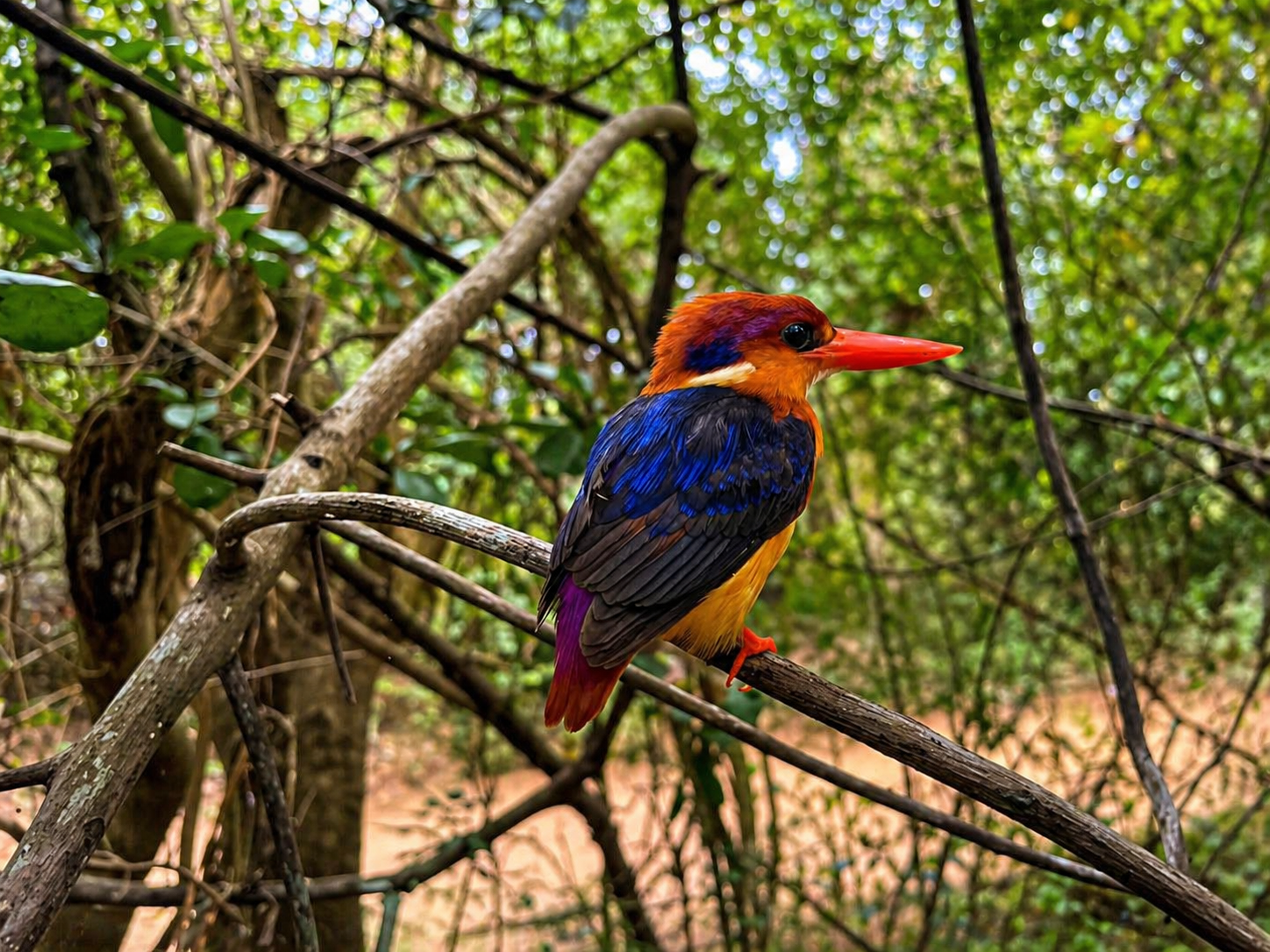 Kingfisher