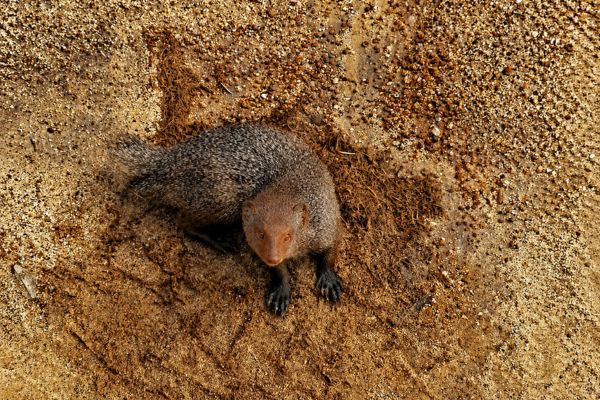 Mongoose
