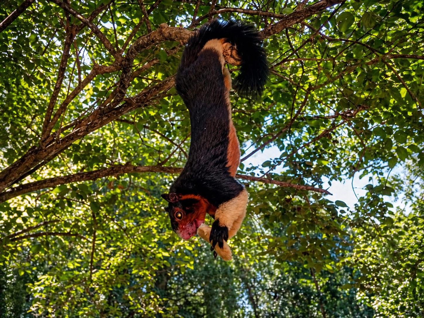 giant squirrel