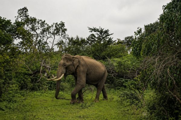 Tusker sighting