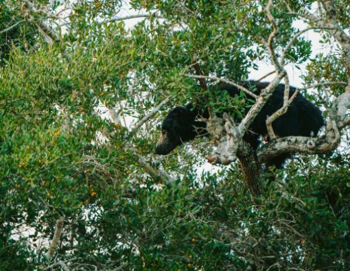 The Palu fruit bandit: Sri Lanka’s shaggiest troublemaker