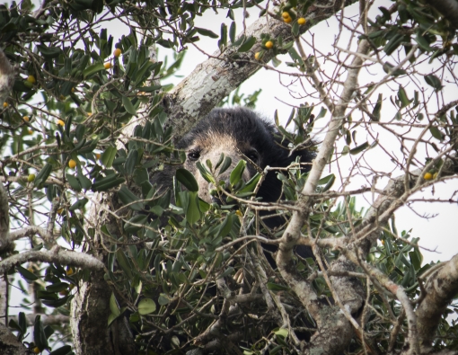 The forest's worst hide-and-seek champion